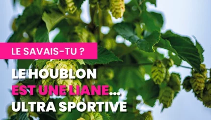 Le houblon est une liane… ultra sportive 🧗🌿