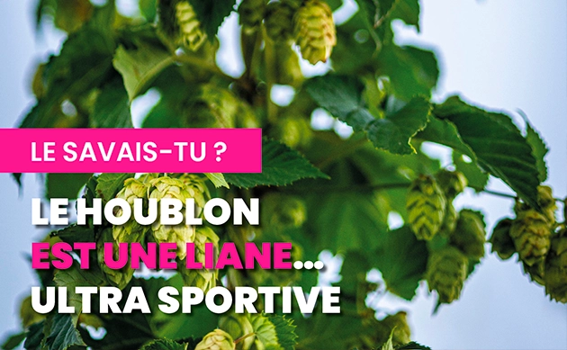 Le houblon est une liane… ultra sportive 🧗🌿