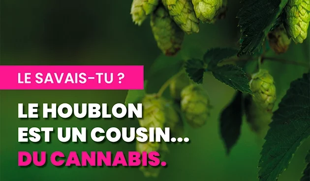 Le houblon est un cousin … du cannabis 🌿