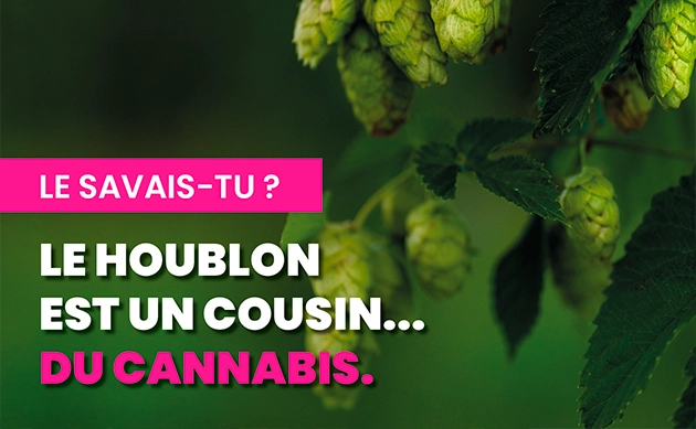 Le houblon est un cousin … du cannabis 🌿
