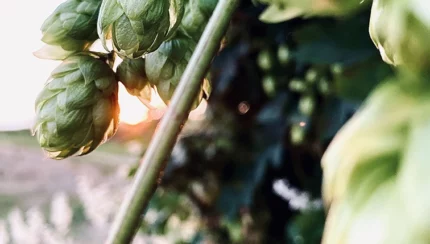 Qu&rsquo;est-ce que le Gros Dry Hopping (GDH) ? La signature de The Piggy Brewing Company