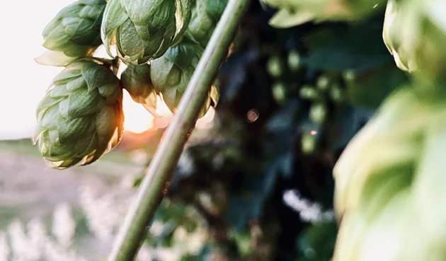 Qu&rsquo;est-ce que le Gros Dry Hopping (GDH) ? La signature de The Piggy Brewing Company