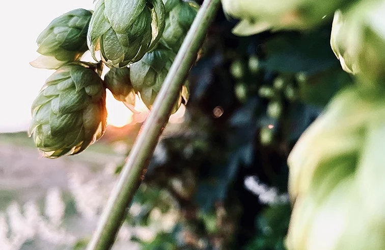 Qu&rsquo;est-ce que le Gros Dry Hopping (GDH) ? La signature de The Piggy Brewing Company